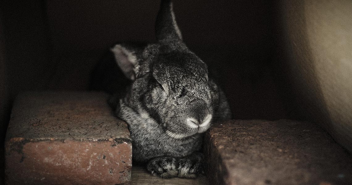bunny